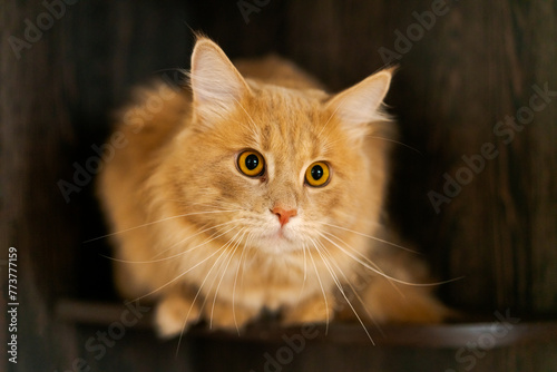 A cat with a long tail and a yellowish-orange coat is sitting on a wooden shelf © Екатерина Переславце