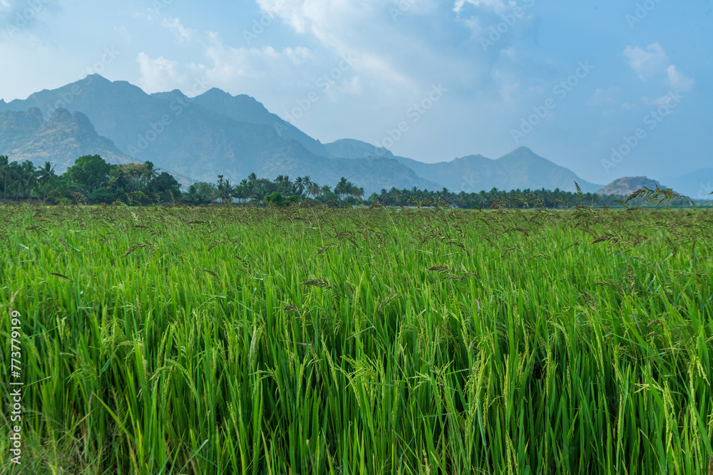 rice field in the mountains