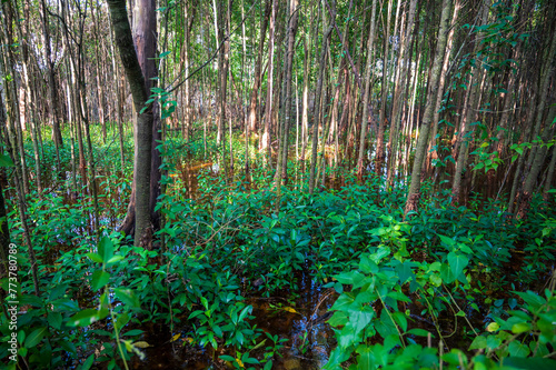 Thin dense trees in a tropical flooded forest.