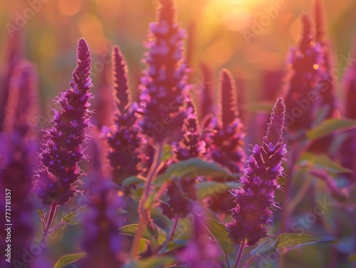 A field of purple flowers with the sun shining on them © vefimov