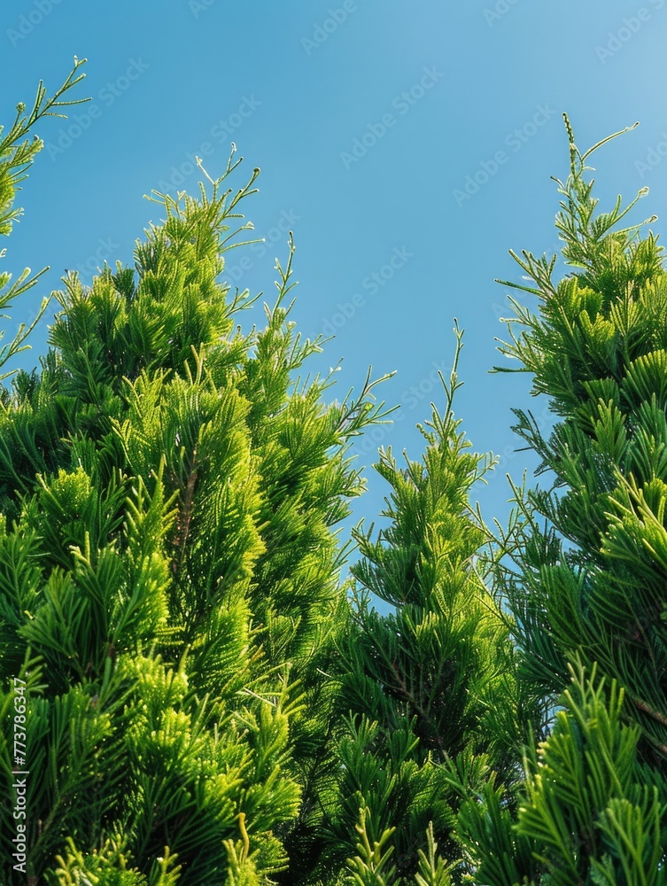 A row of evergreen trees with green leaves and a blue sky in the background A row of evergreen trees with green leaves and a blue sky in the background