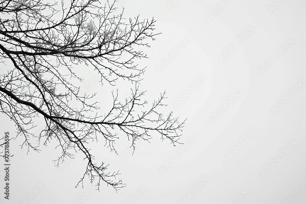 Bare branches against a winter sky, minimalist natural pattern