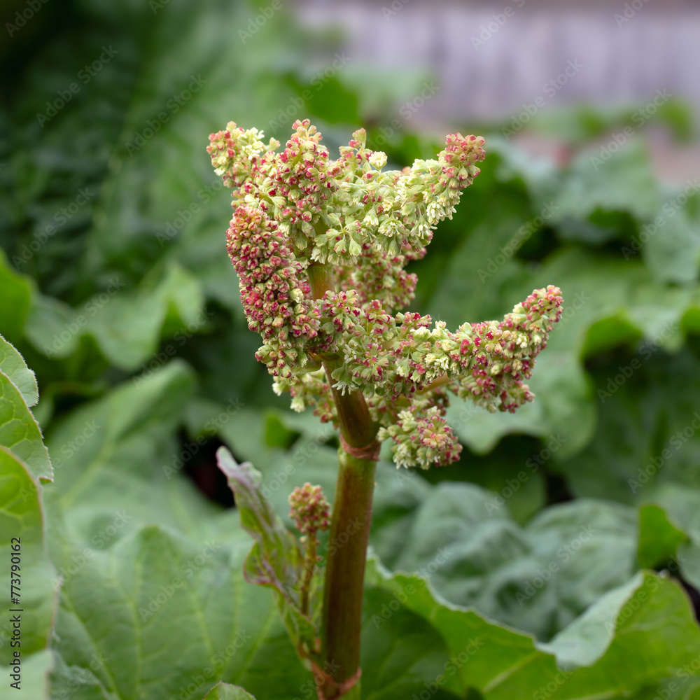Closeup of flowers of Rheum × hybridum 'Timperley Early' rhubarb in spring Closeup of flowers of Rheum × hybridum 'Timperley Early' rhubarb in spring