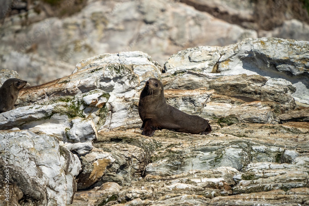 Obraz premium fur seal and seals swimming and sitting on a rock in a national park in australia on the ocean