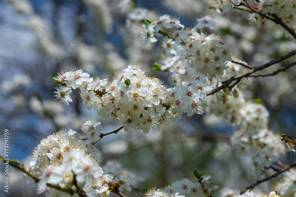 Selective focus of beautiful branches of plum blossoms on the tree under blue sky, Beautiful Sakura flowers during spring season in the park, Floral pattern texture, Nature background Selective focus of beautiful branches of plum blossoms on the tree under blue sky, Beautiful Sakura flowers during spring season in the park, Floral pattern texture, Nature background