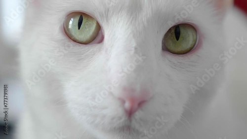 The Cat's Stare: A Sergio Leone Inspired Close-Up photo
