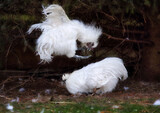 Silkie cock attack roosterin fight - nature battle. Chicken wildlife.