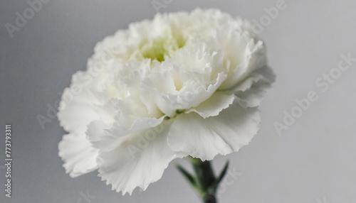 Closeup of white carnation © Aarón