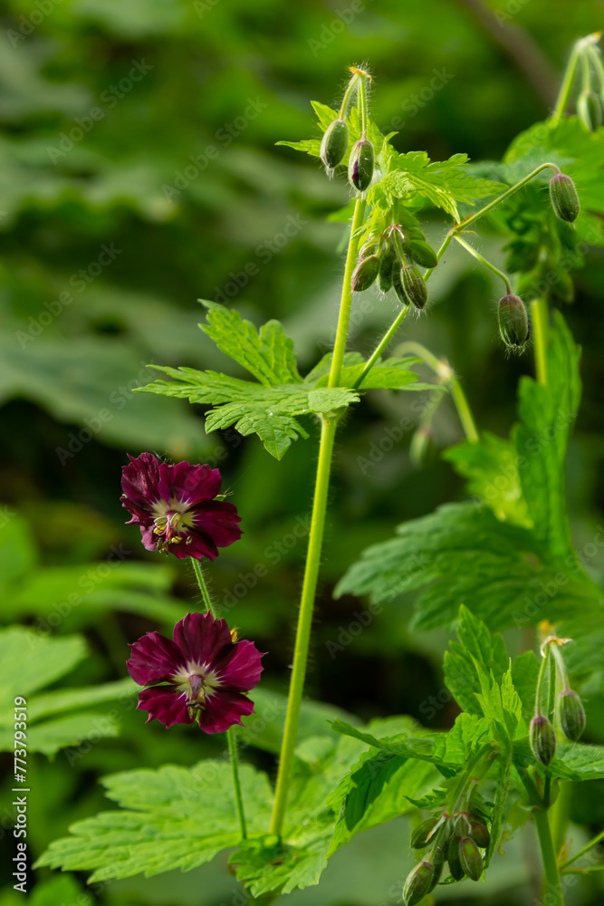Dark purple dusky flowers in the garden, selective focus with green bokeh background - Geranium faeum Dark purple dusky flowers in the garden, selective focus with green bokeh background - Geranium faeum
