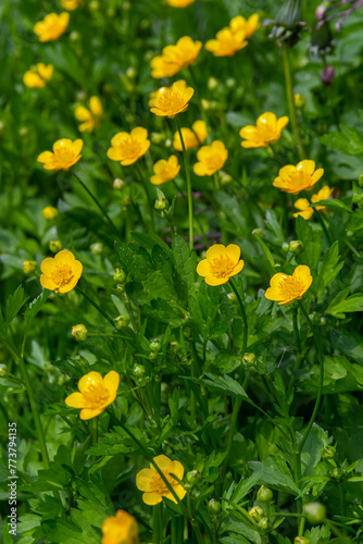 lose-up of Ranunculus repens  the creeping buttercup  is a flowering plant in the buttercup family Ranunculaceae  in the garden