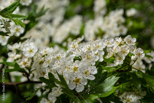 Common hawthorn or oneseed hawthorn Crataegus Monogyna springtime fresh green foliage photo