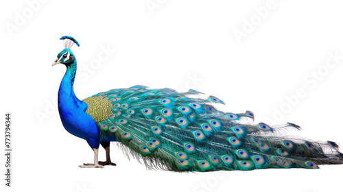 A vibrant blue and green peacock proudly displays its colorful feathers in a full spread