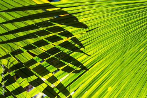 Closeup palm leaf texture background, nature pattern background