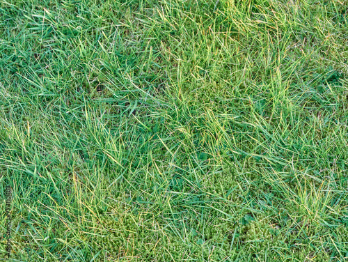 Green grass background close view, spring grass field photo