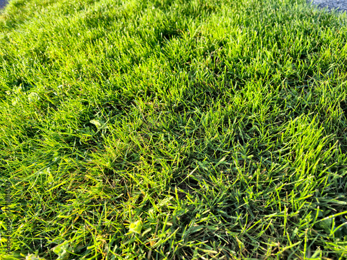 Green spring grass close view, green field background