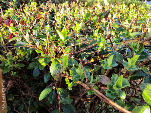Green spring grass close view, green field background