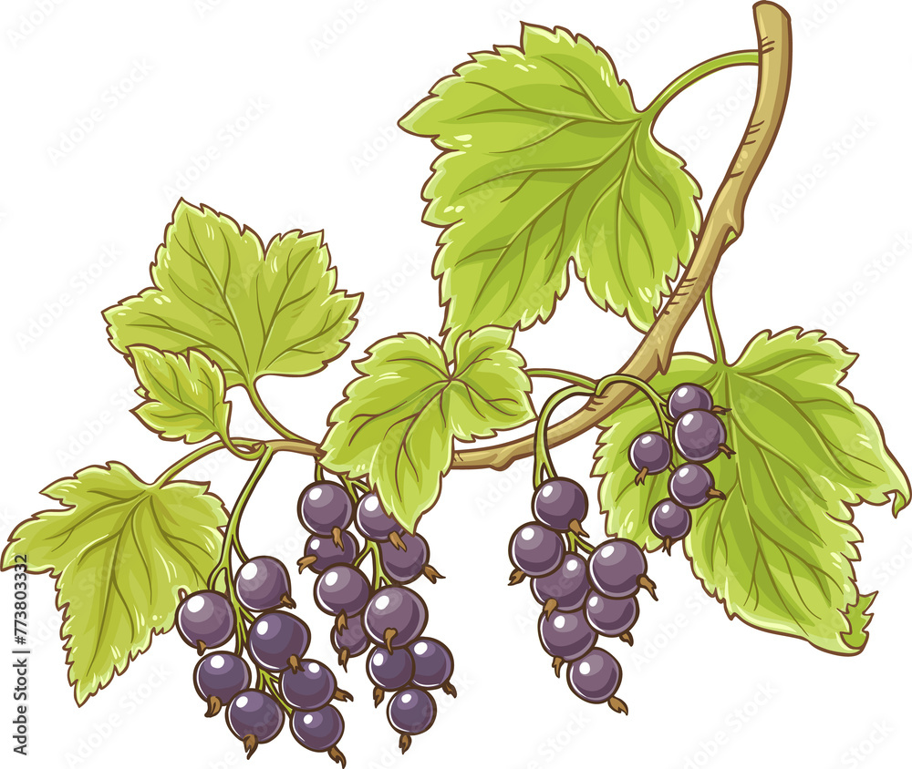 Fototapeta premium Black Currant Branch with Berries and Leaves Colored Detailed Illustration