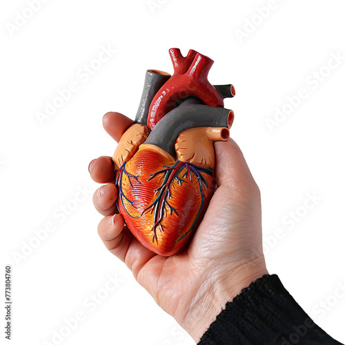 Doctor hand holding heart model human body anatom on white background photo