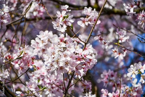 越の彼岸桜