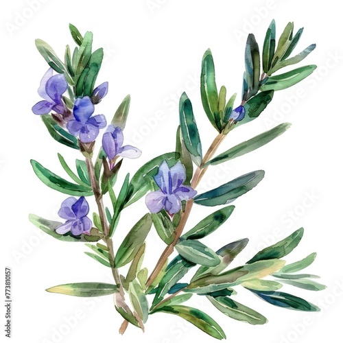 Fototapeta Naklejka Na Ścianę i Meble -  Delicate watercolor depiction of rosemary in bloom