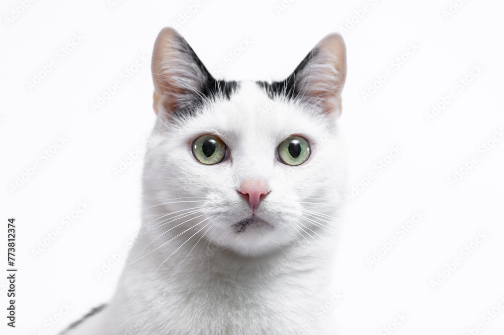 Portret pysk biało-czarnego słodkiego kota domowego 