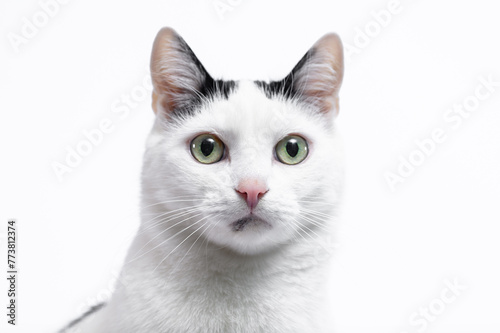 Portret pysk biało-czarnego słodkiego kota domowego 