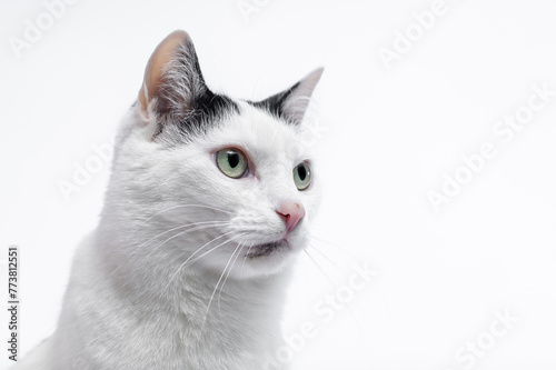 Portret kota, zbliżenie na głowę bialego kota z czarnymi wągrami pryszczami na brodzie