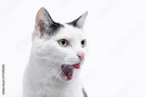 Portret domowego kota pokazującego zęby i język  © Paweł Kacperek