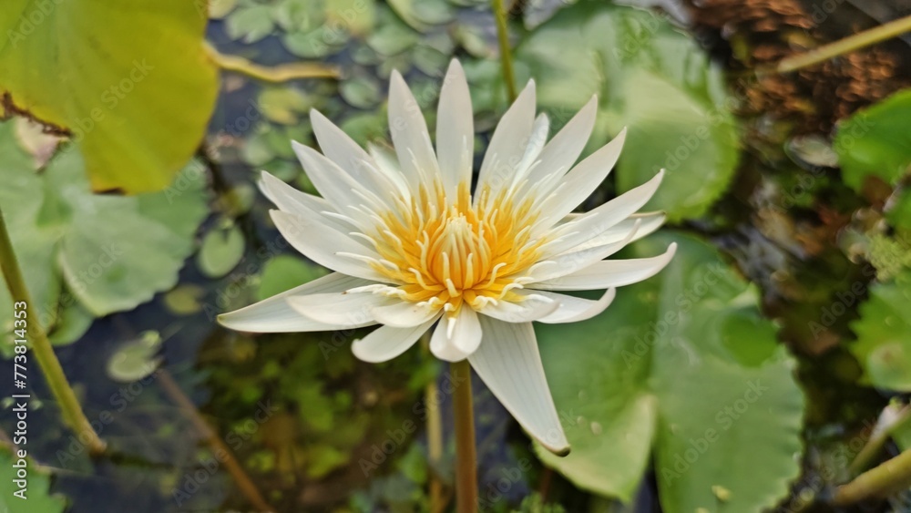 Beautiful white lily lotus with yellow pollen in the pond with blurred green leaves and water background. Beautiful white lily lotus with yellow pollen in the pond with blurred green leaves and water background.