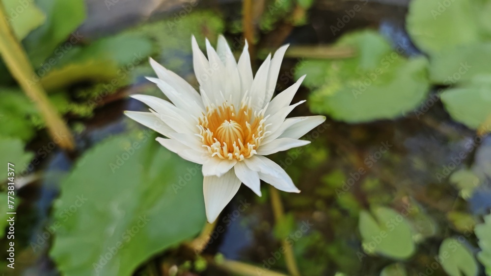 Beautiful white lily lotus with yellow pollen in the pond with blurred green leaves and water background. Beautiful white lily lotus with yellow pollen in the pond with blurred green leaves and water background.