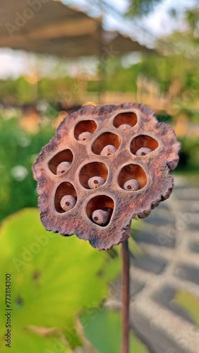 Dried lotus flower pod with seeds with blurred background, tropical flowers dry.