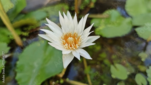 Beautiful white lily lotus with yellow pollen in the pond with blurred green leaves and water background.