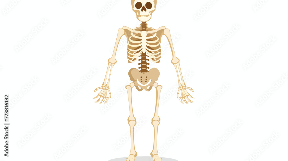 skeleton Vector flat style flat vector isolated on white