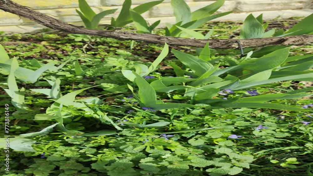 spring green grass. first grass in spring. green grass and black earth. 4k video. top video.