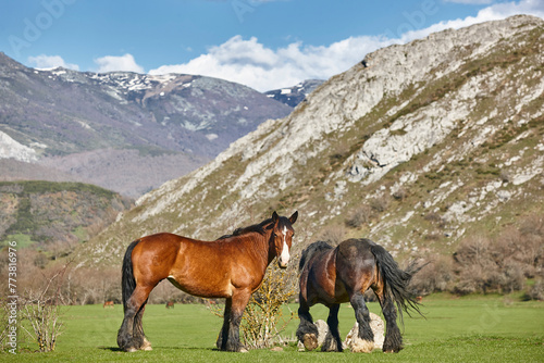 Horses in a green valley. Castilla y Leon mountain landscape