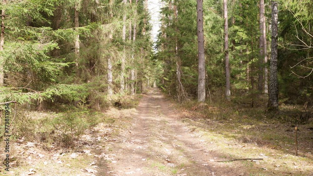 Fototapeta premium rural road through the deep green forest