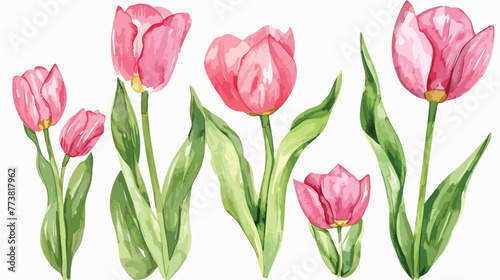 Pink tulip on a white background watercolor illustrat #773817962