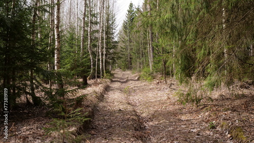 rural road through the deep green forest