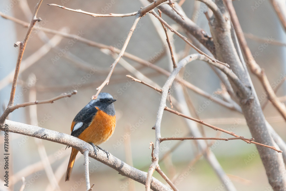 木の枝に止まる雄のジョウビタキ