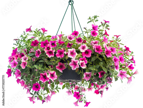 a photo of a hanging gardening planter with lush ferns spilling over, isolated on a white background