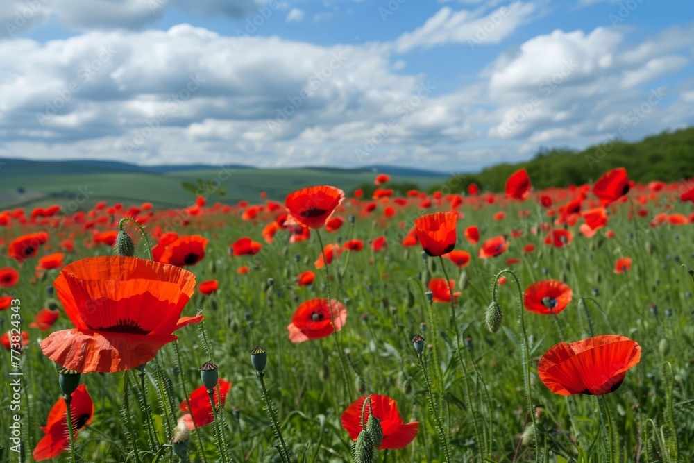 Fototapeta premium Bright red poppies stand out against a vivid blue sky