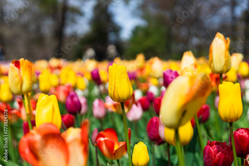 色鮮やかなチューリップ畑