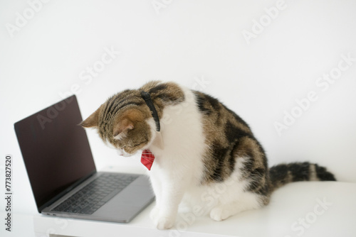 business concept with tabby scottish cat costume with necktie during use laptop and sit on white table © tickcharoen04
