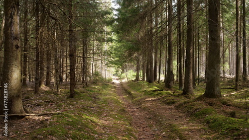 Forest road in a spruce forest