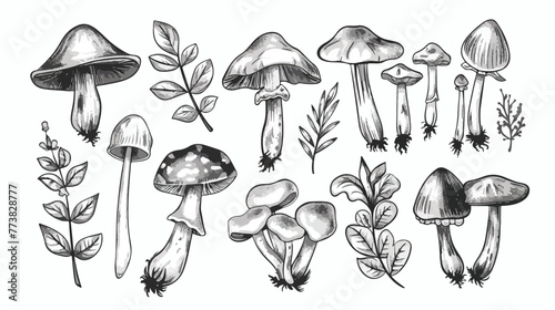Vector hand drawn black and white wild forest mushroom