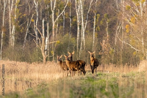 Lanie jelenia grupa dzikich zwierz  t stado
