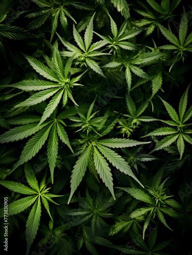 Top view close up of green cannabis marijuana leaves background 