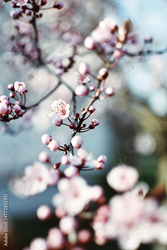 Beautiful  spring flowers in full bloom. The vibrant colors and delicate petals create a stunning display of nature's beauty. photo