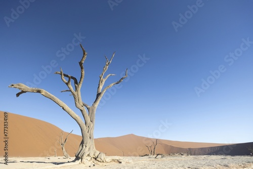 Picture of a dead tree in the Deadvlei in the Namib Desert in the soft evening light without people