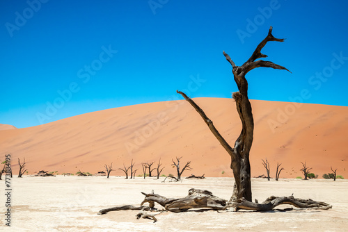 Scenic view of fossilized trees amongst sand dunes at Deadvlei, Namibia